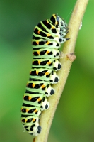 05059 Bruco di Papilio machaon